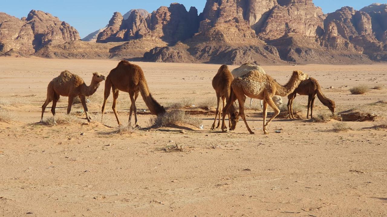 Rum Under The Stars Camp Wadi Rum Eksteriør billede